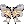 40171.webp